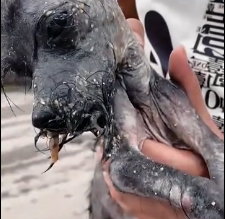 N0302033 Exhausted, Hurt, and Alone… This Dog Couldn’t Go On Much Longer