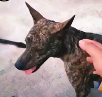 N0302034 Hurt, Hungry, and Ignored… This Dog Had Been Suffering for Too Long