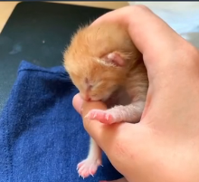 N0302035 Silent Pain in Its Eyes… This Cat Was Crying for Help