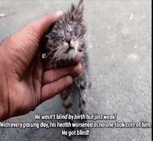 N0302036 Abandoned Together in the Cold… These Kittens Had No Chance Alone