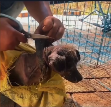 N0302037 Left Behind With Nothing… This Dog Was Waiting for a Miracle