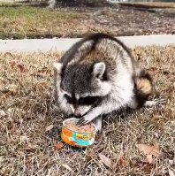 N0302038 A Baby Raccoon Begged for Help… Not for Itself, But for Its Friend