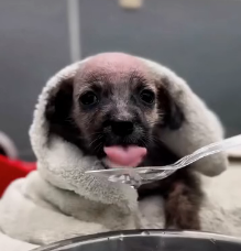 N0302039 Cold, Abandoned, and Alone… One Girl Changed This Puppy’s Fate