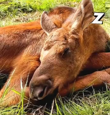 N0302040 Helpless and Shaking… This Baby Moose Was Losing Strength