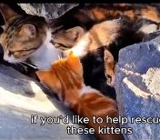N0302041 Living Hidden in a Rock Crevice… This Cat Family Was Struggling to Survive