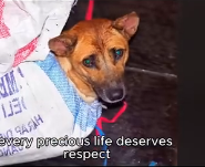 N0302042 Left to Starve and Die… Until a Volunteer Team Refused to Look Away