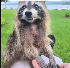 N0302043 Screaming From a Dumpster… This Raccoon Was Trapped With No Exit
