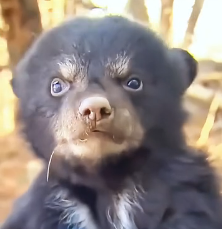 N0302044 Found Beside Its Dead Mother… This Bear Cub Was Completely Alone