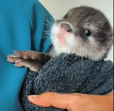 N0302045 Orphaned and Alone in the Wild… This Otter Had No One Left