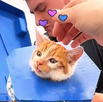 N0302046 Trapped and Terrified… This Kitten Had No Strength Left to Cry