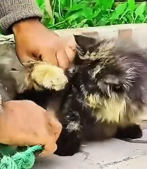 N0302047 She Was Breaking Down Protecting Her Babies… Until a Stranger Stepped In