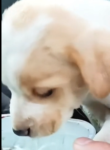 N0302050 Shivering and Trapped in the Cold… This Puppy Almost Didn’t Survive