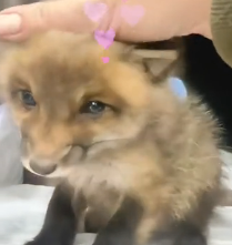 N0302051 Hiding in Flowers to Survive… This Stray Fox Puppy Was Terrified