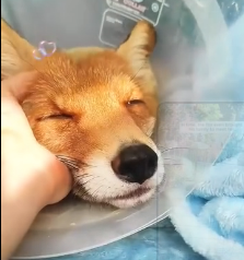 N0302052 Broken Legs and Silent Fear… This Fox Had No Way to Escape