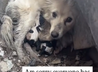 N0203106 Will You Stay and Give Me Food This Hungry Dog Begged with His Eyes