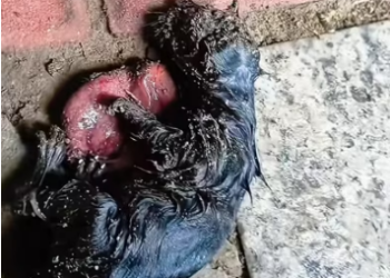 N1203088_This Lucky Dog Finally Found Someone Who Would Not Leave