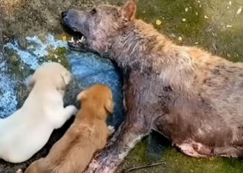 N1203060_One Kind Person Found an Entire Dog Family in Trouble