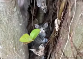 N1203031_Rescuers Found Kittens Hidden Inside Broken Concrete #animalrescue #catrescue