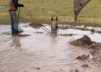 N1303093_Rescued Mountain Lion Never Forgot The Ones Who Helped #wildliferescue #animalrescue