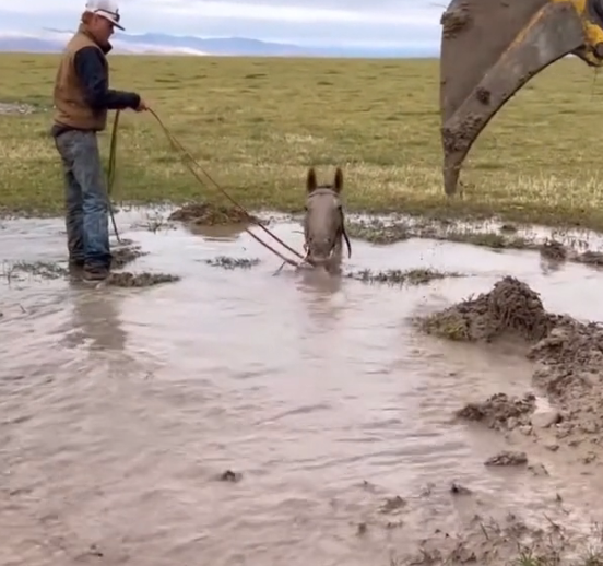 N1303093_Rescued Mountain Lion Never Forgot The Ones Who Helped #wildliferescue #animalrescue