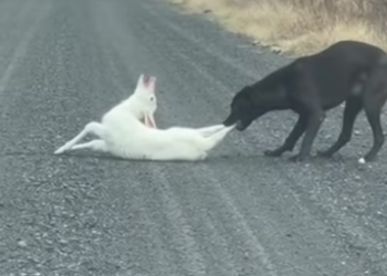 N1203024_I Thought Something Bad Would Happen So I Could Not Walk Away