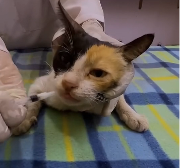 N1303014_Flood Took Everything But We Saved The Cats In Time #catrescue #animalrescue