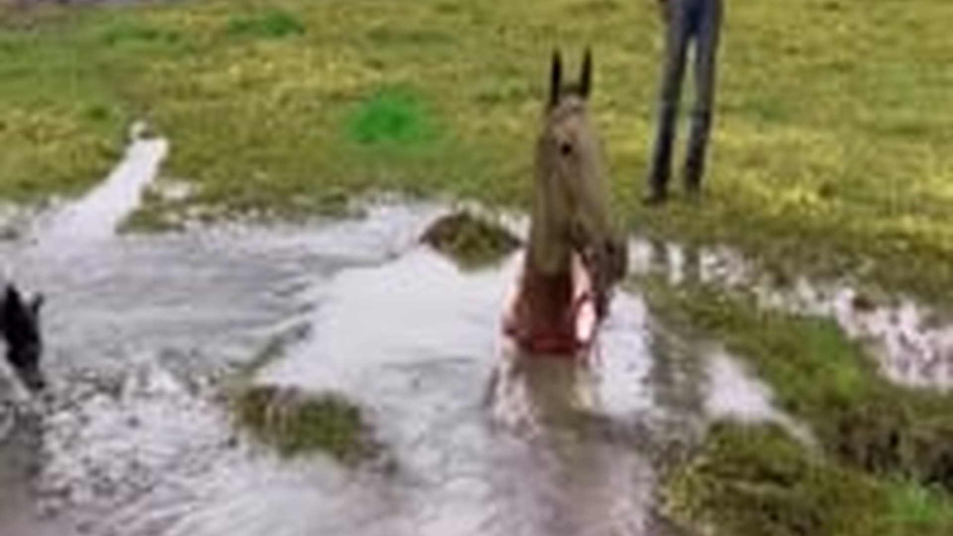 N0903066_The Rescue of a Big Horse That Almost Lost Its Strength