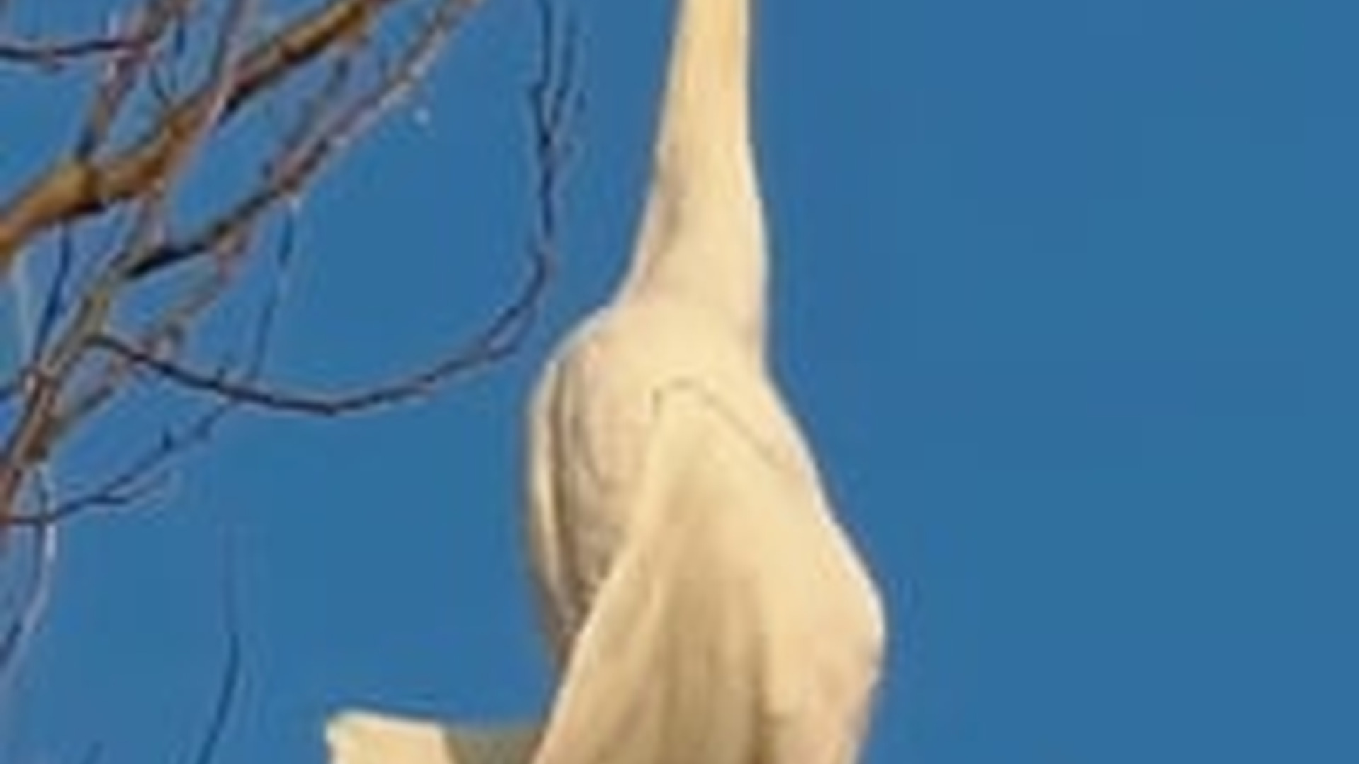 N0903068_A Life in Danger in the Wild Until Someone Stepped In to Help