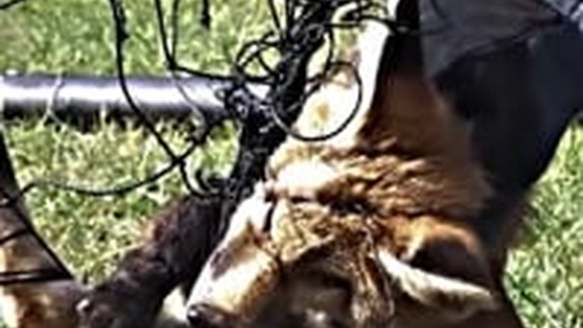 N0903069_A Fox Caught in a Net Struggled in Fear Until Someone Came to Help