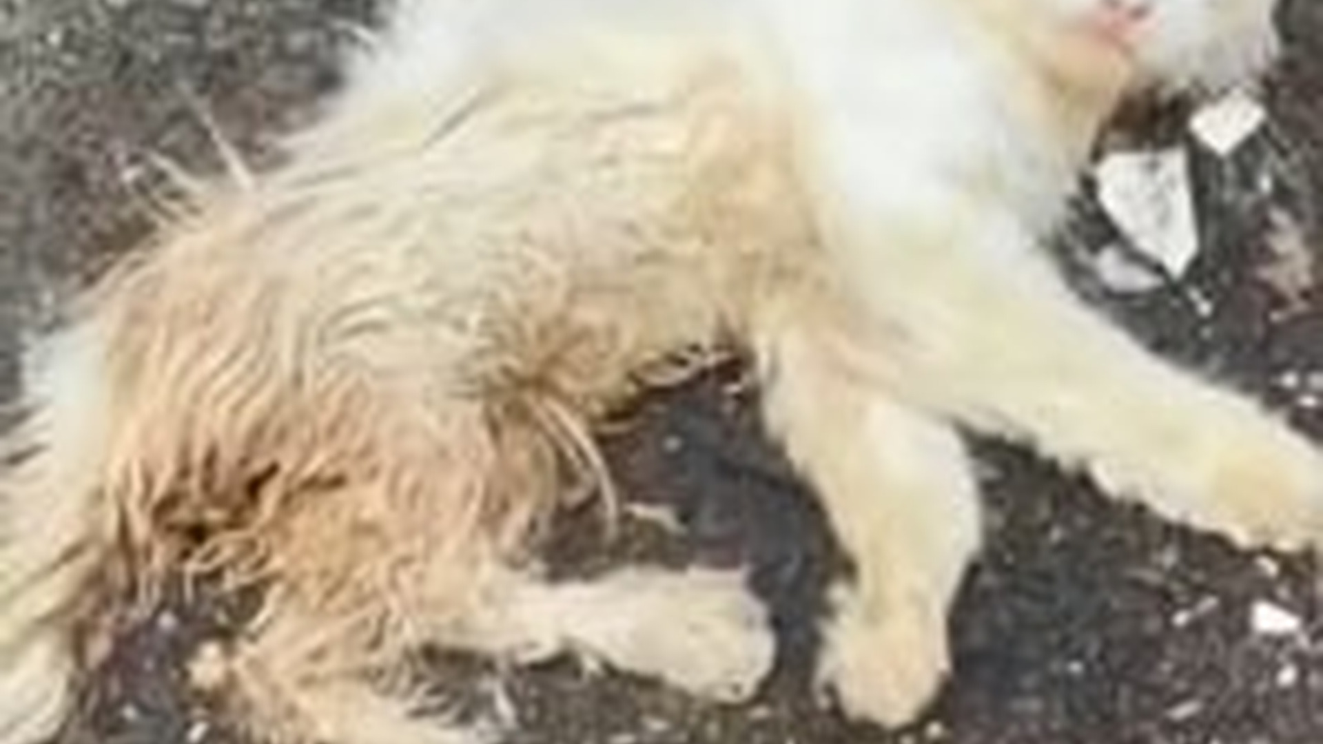 N0903027_A Stray Cat on the Street Rescued Just Before It Was Too Late