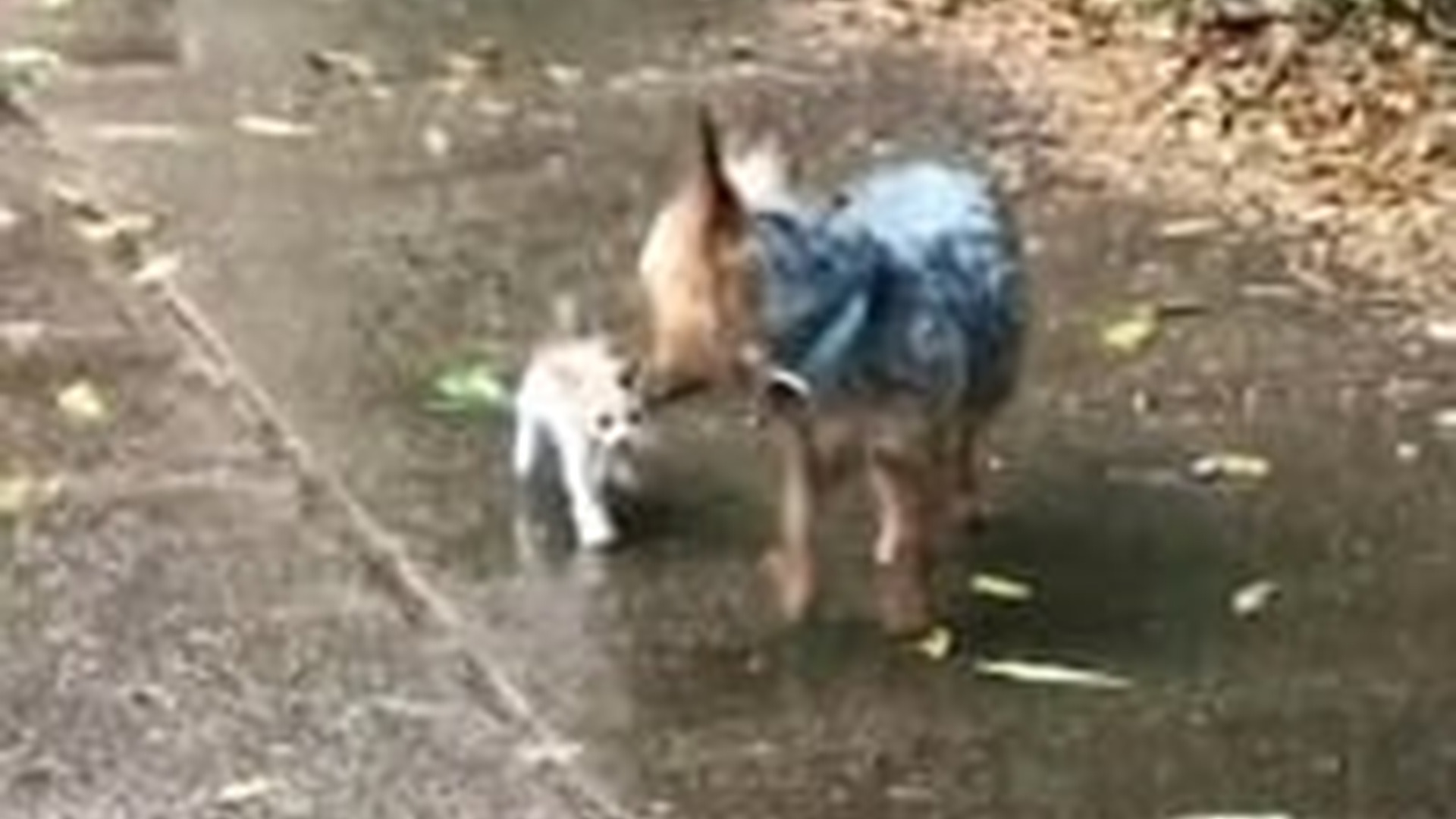 N1203002_My Dog Found an Abandoned Kitten and We Had to Save It