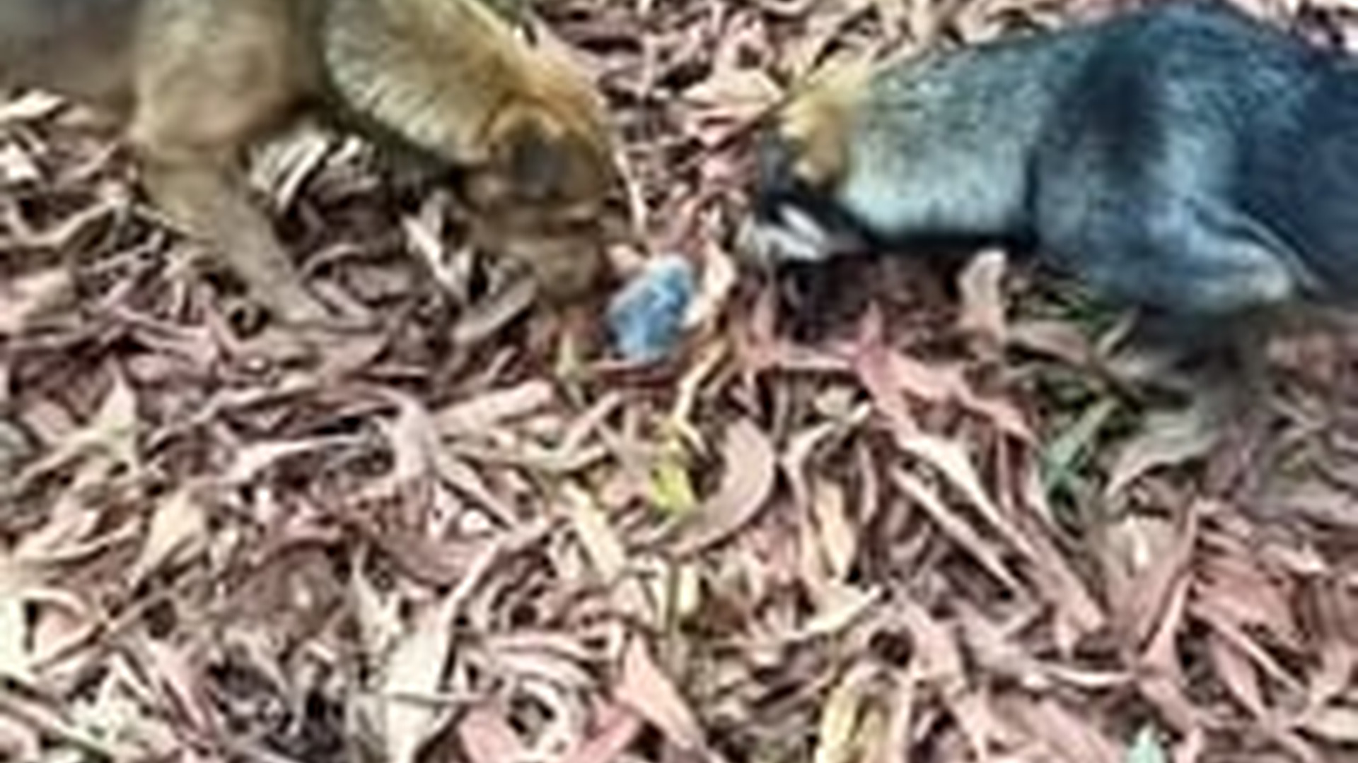 N1203004_My Dogs Found A Tiny Animal That Needed Help Immediately #animalrescue #rescueanimals