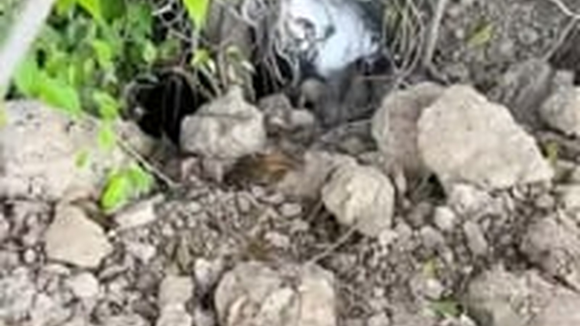 N1203027_Stray Cat Family Was Found Hiding Under A Big Machine #catrescue #animalrescue