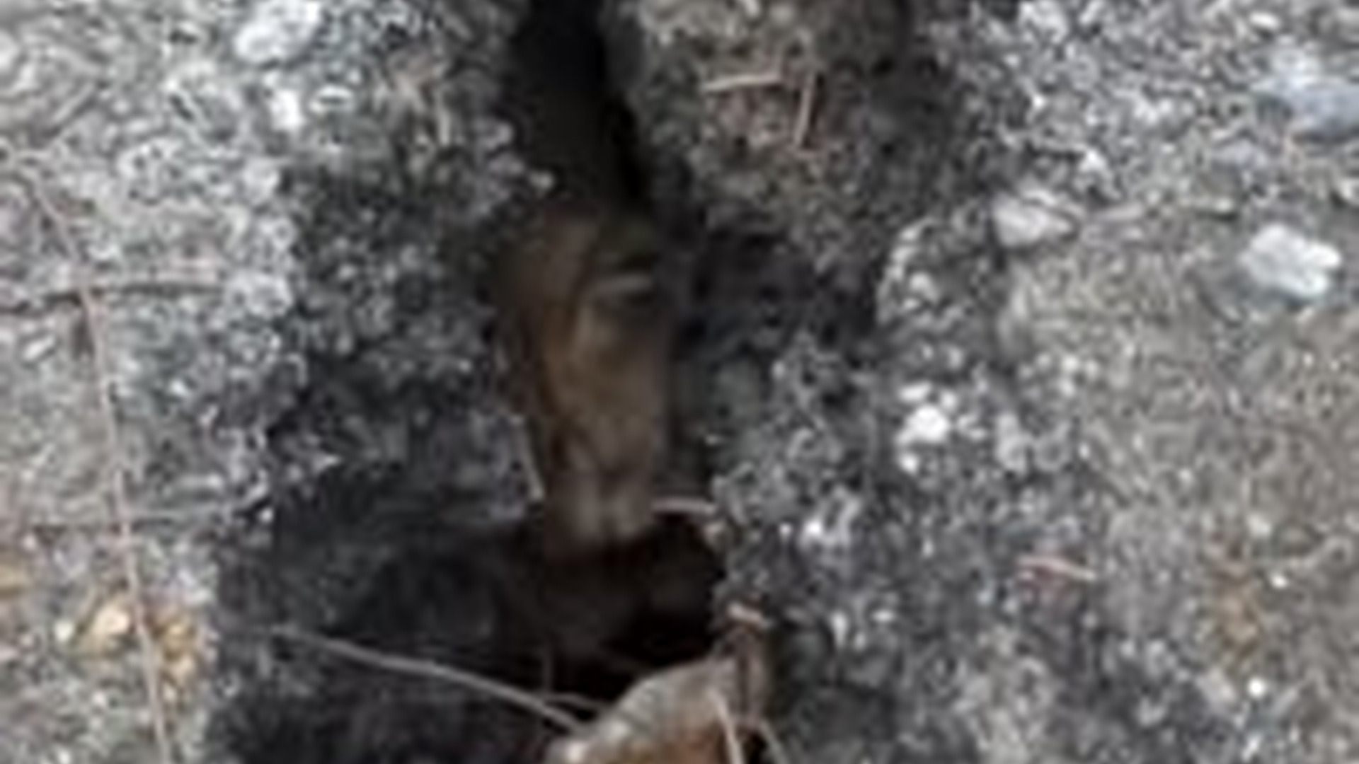 N1203028_Brave Rescue Team Saved Animal Trapped Between Rocks #animalrescue #wildliferescue