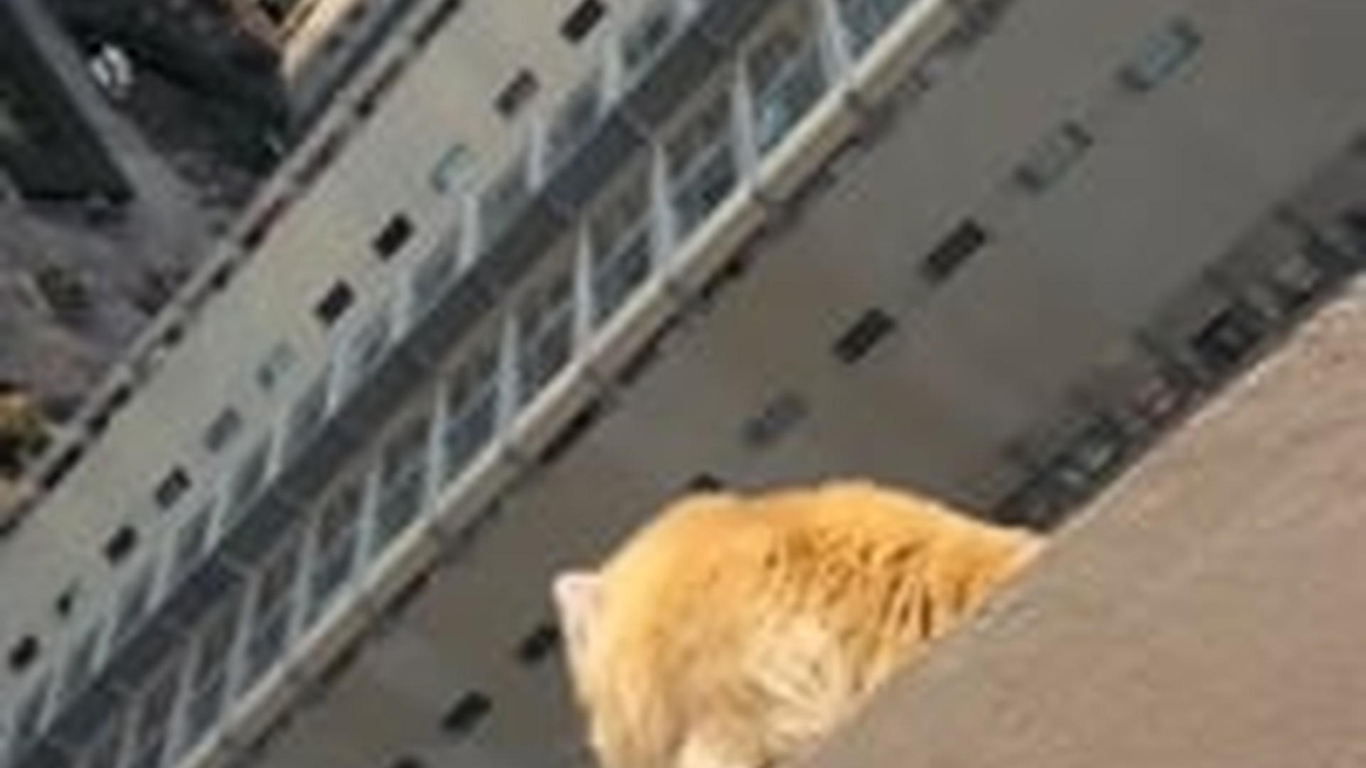 N1203029_Please Do Not Ignore When A Kitten Needs Help #catrescue #helpanimals