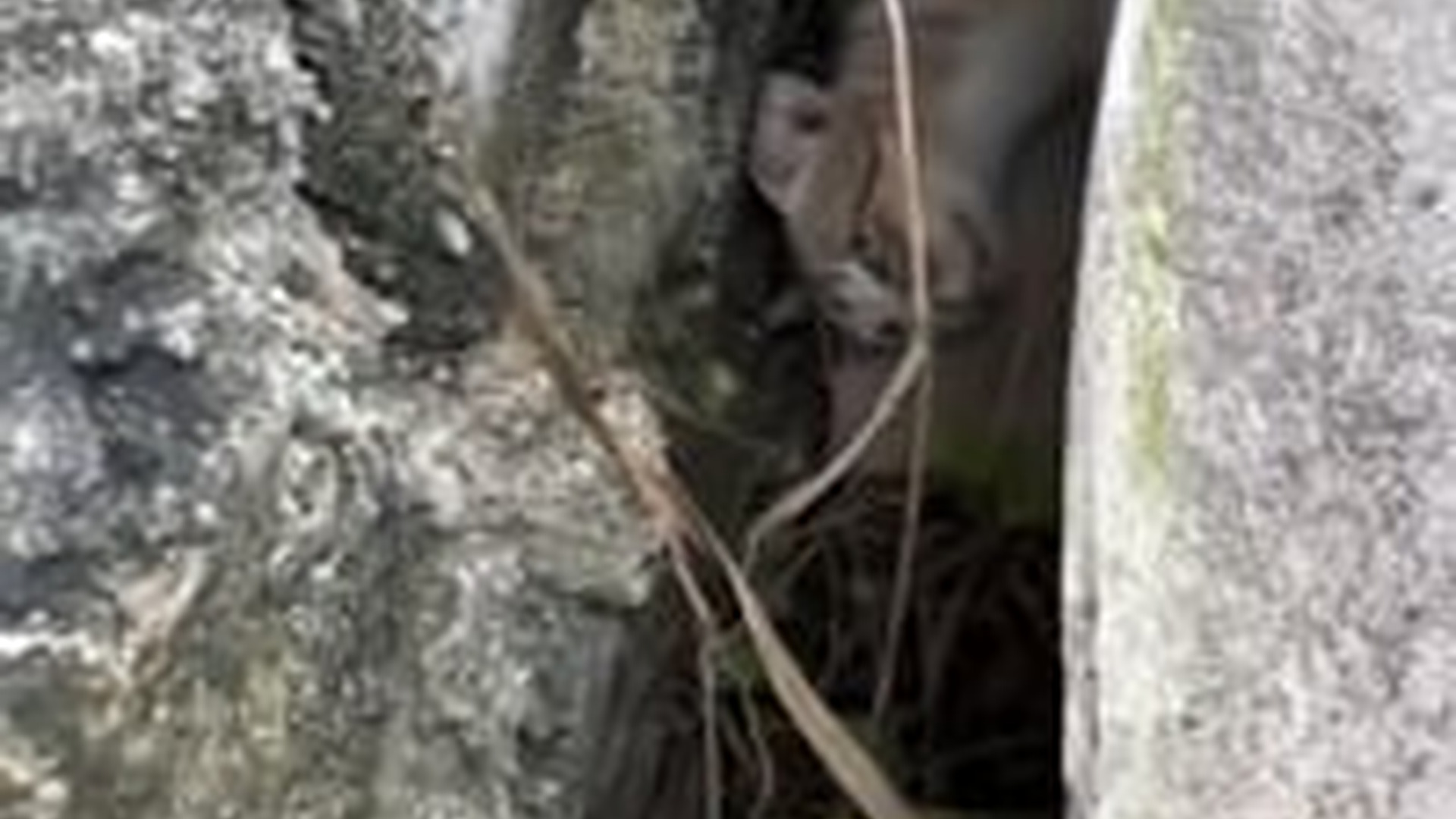 N1203030_The Long Rescue Journey That Saved a Sick Stray Family