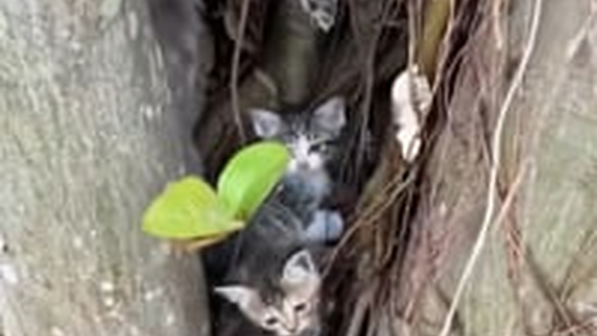N1203031_Rescuers Found Kittens Hidden Inside Broken Concrete #animalrescue #catrescue