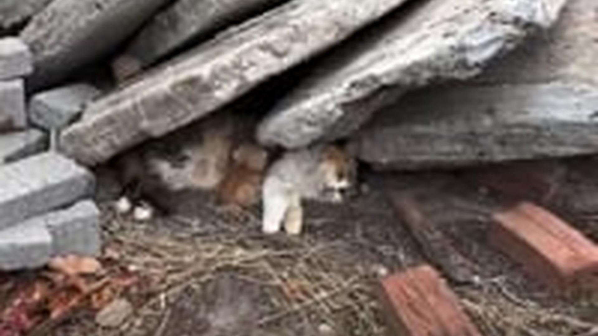 N1203033_A Family Of Stray Cats Was Saved From Dangerous Place #catrescue #animalrescue