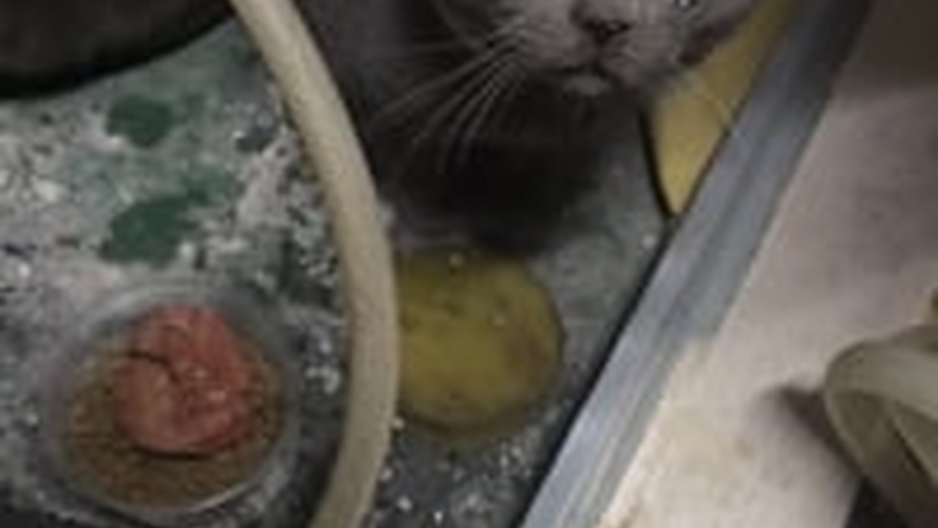 N1203034_This Cat Thought No One Needed It Until Someone Stopped