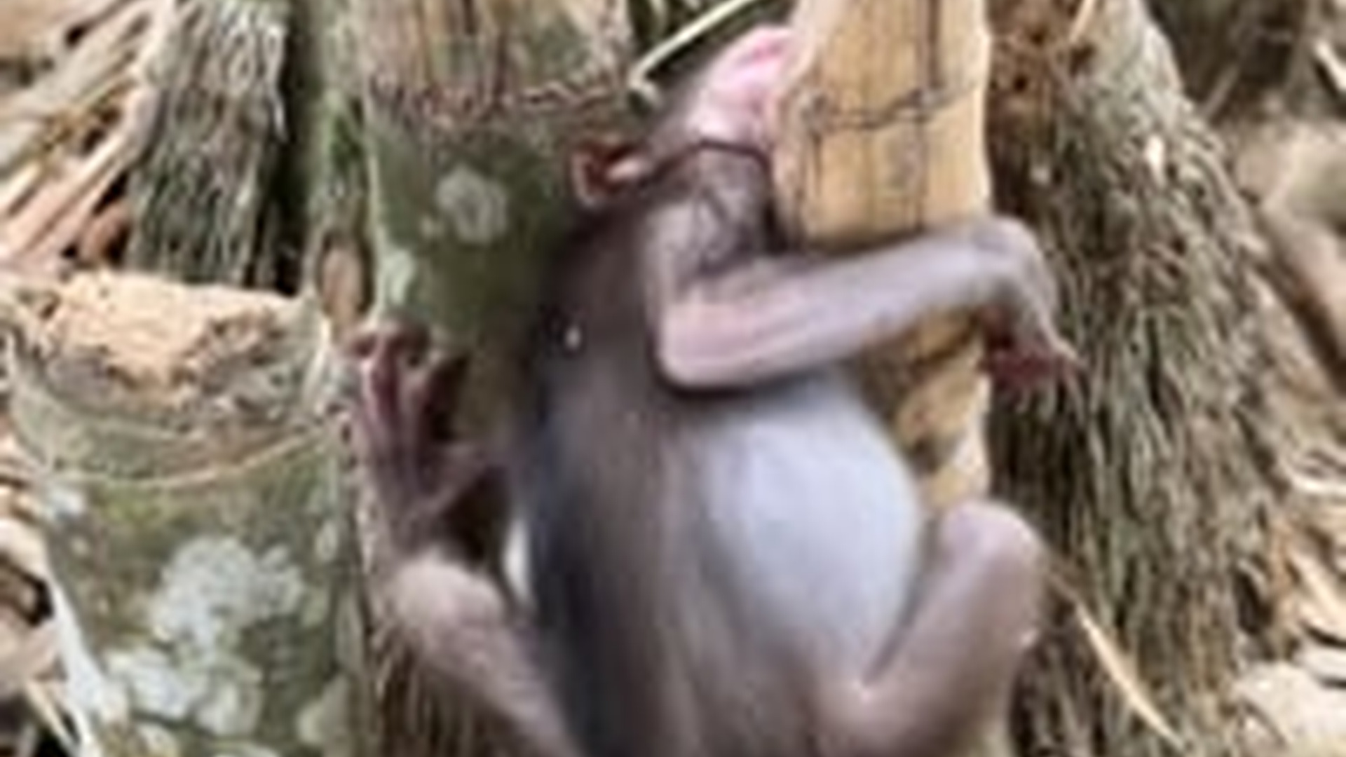 N1203037_Helping Animals Together Can Change Their Whole Life