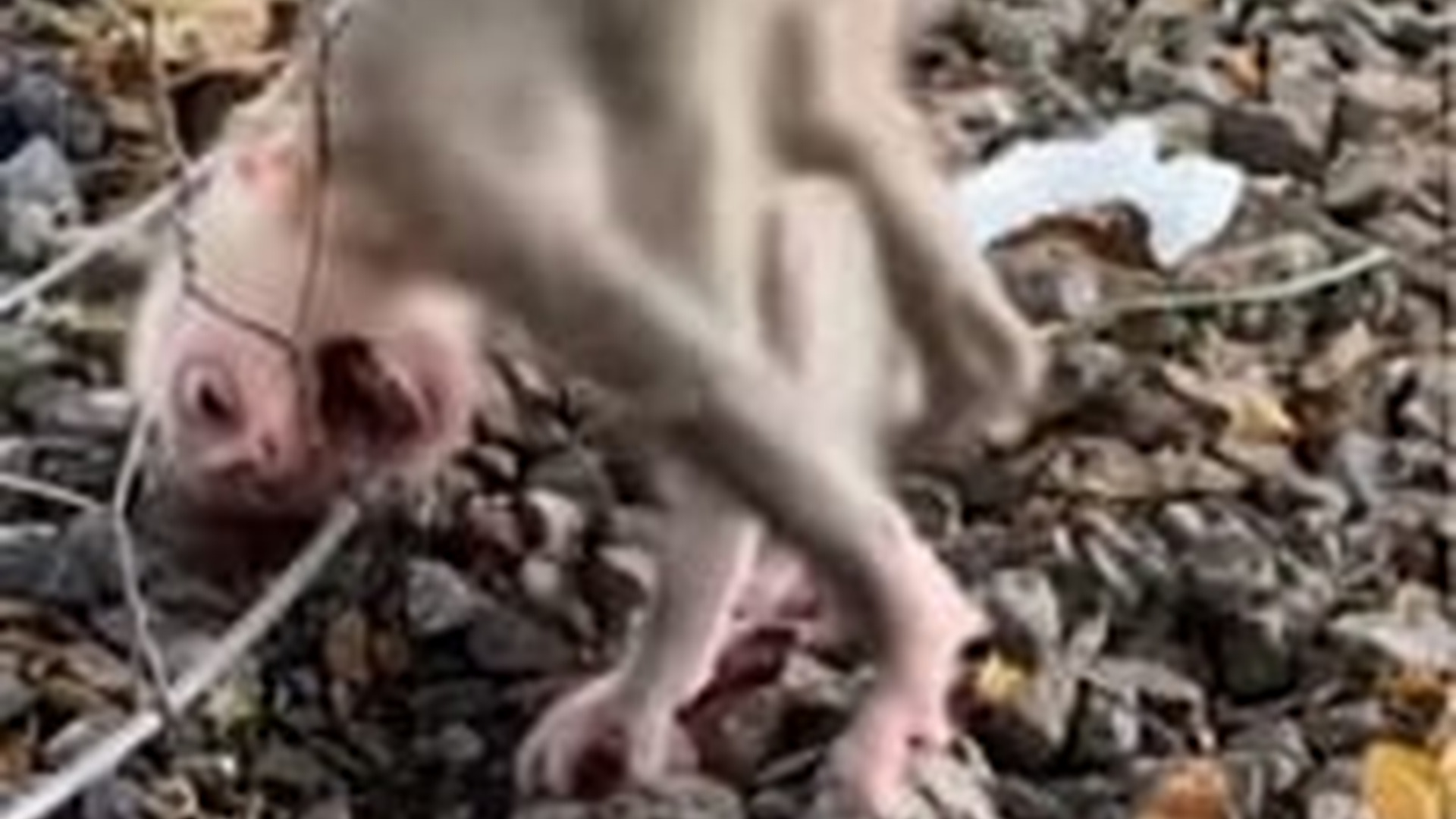 N1203038_A Tiny Cry Led to an Unexpected Rescue