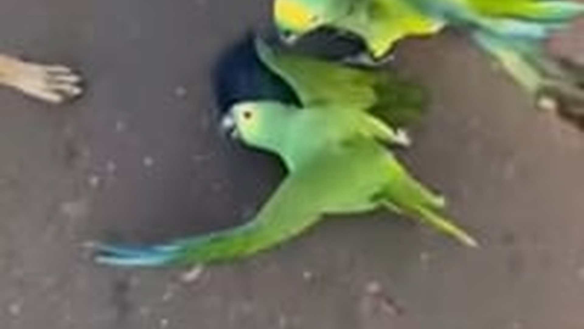 N1203044_He Protected Her Until the Very Last Moment