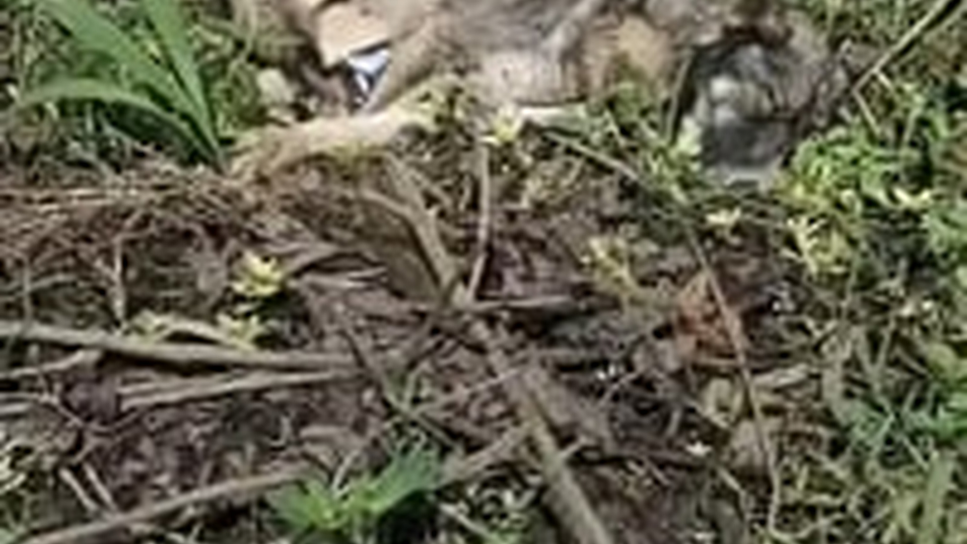 N1203052_This Poor Cat Waited Quietly for Someone to Notice #animalrescue #rescuedcat