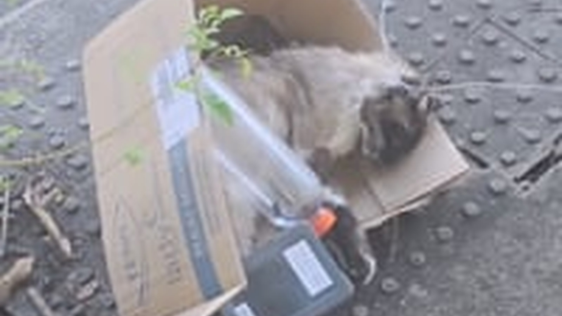 N1203053_We Found a Cat on the Street and Could Not Ignore It