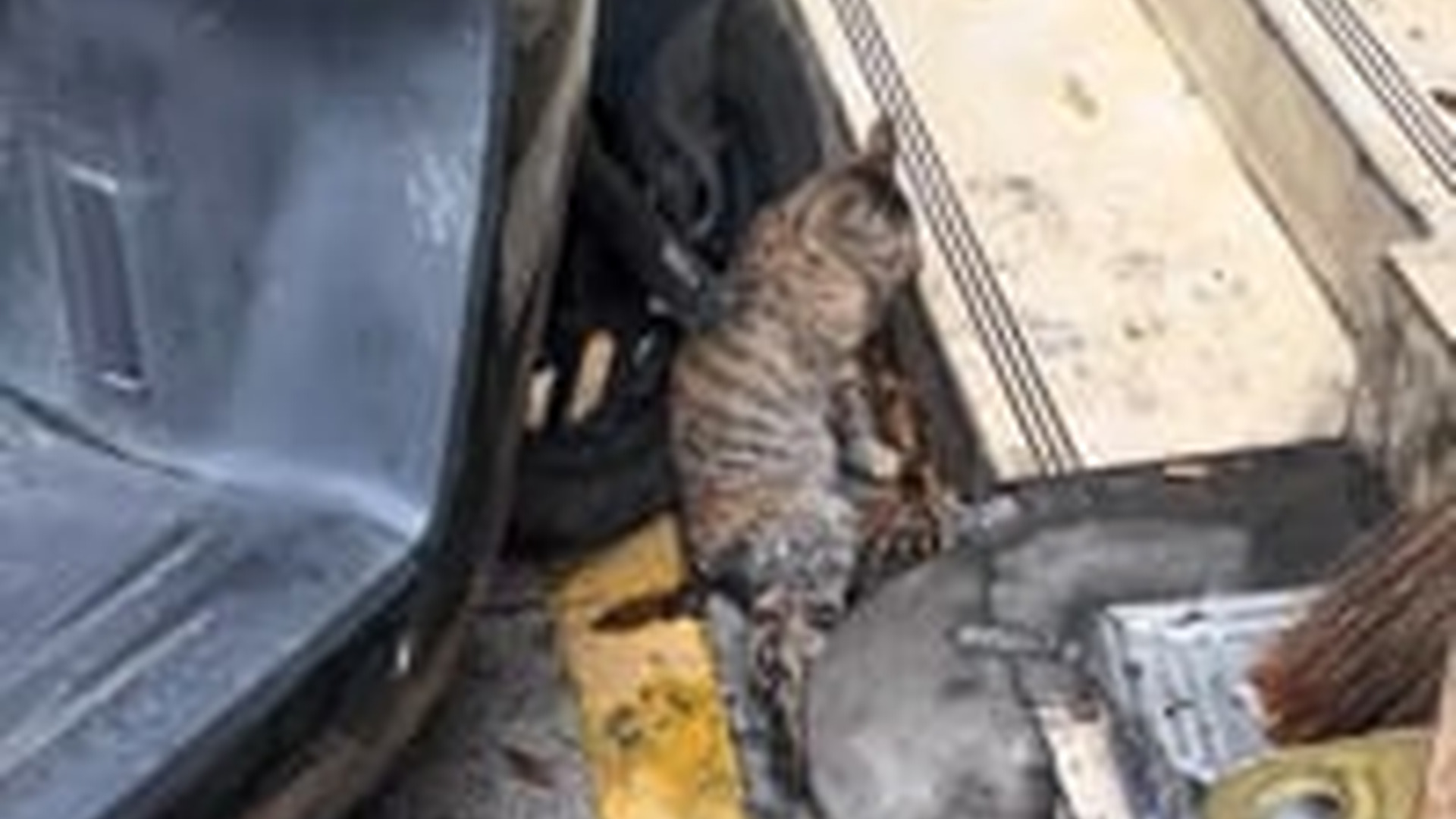 N1203055_Sometimes All It Takes Is One Person to Save a Dog