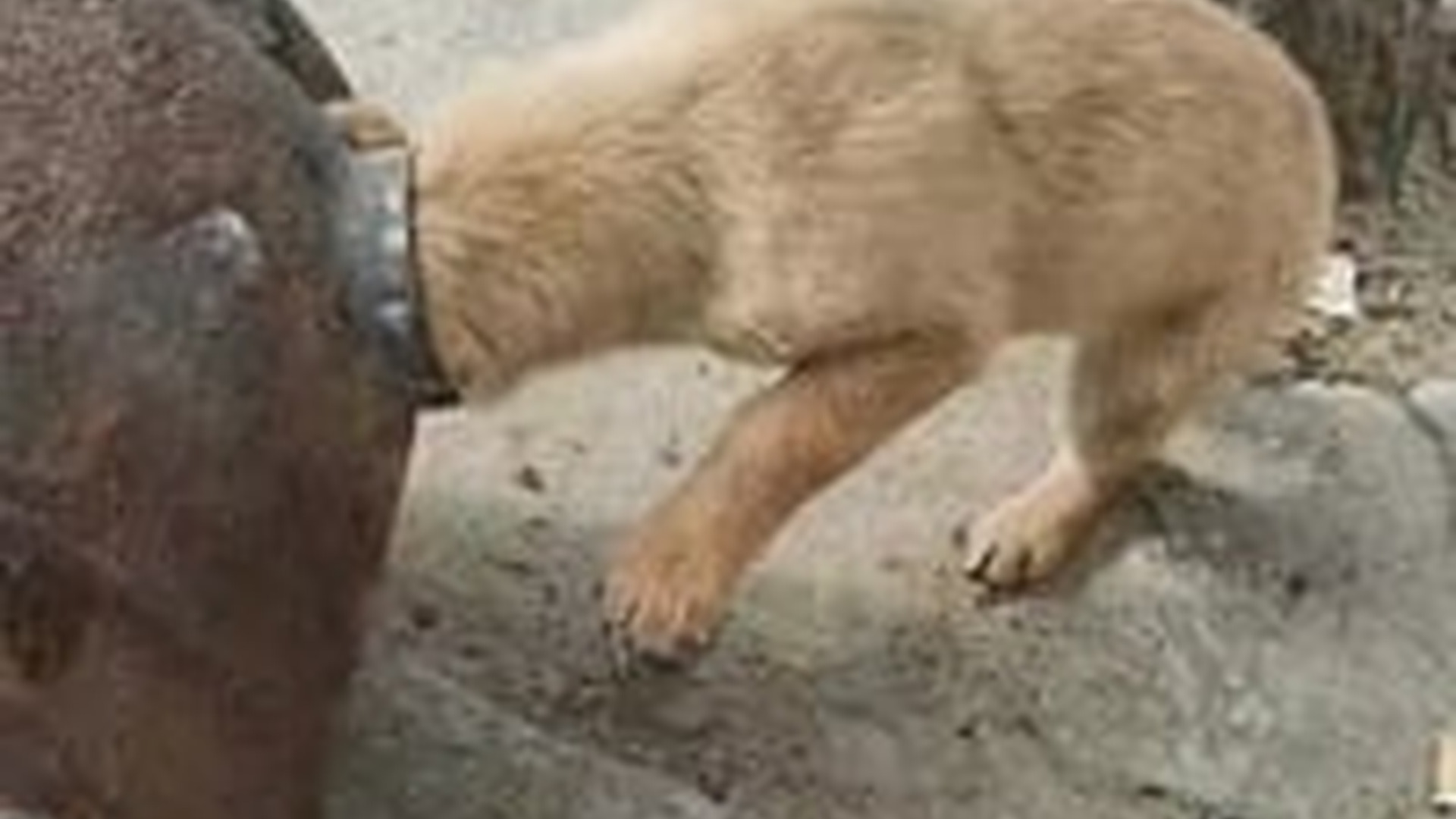 N1203056_A Weak Dog Could Not Stand but Still Tried to Trust