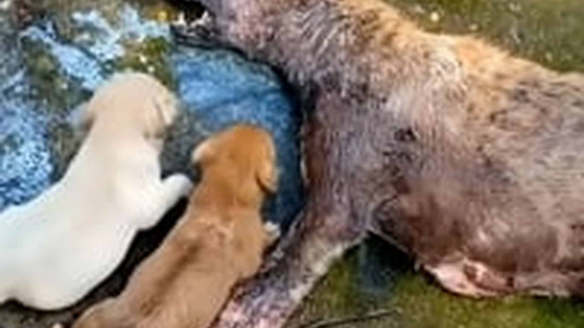 N1203060_One Kind Person Found an Entire Dog Family in Trouble