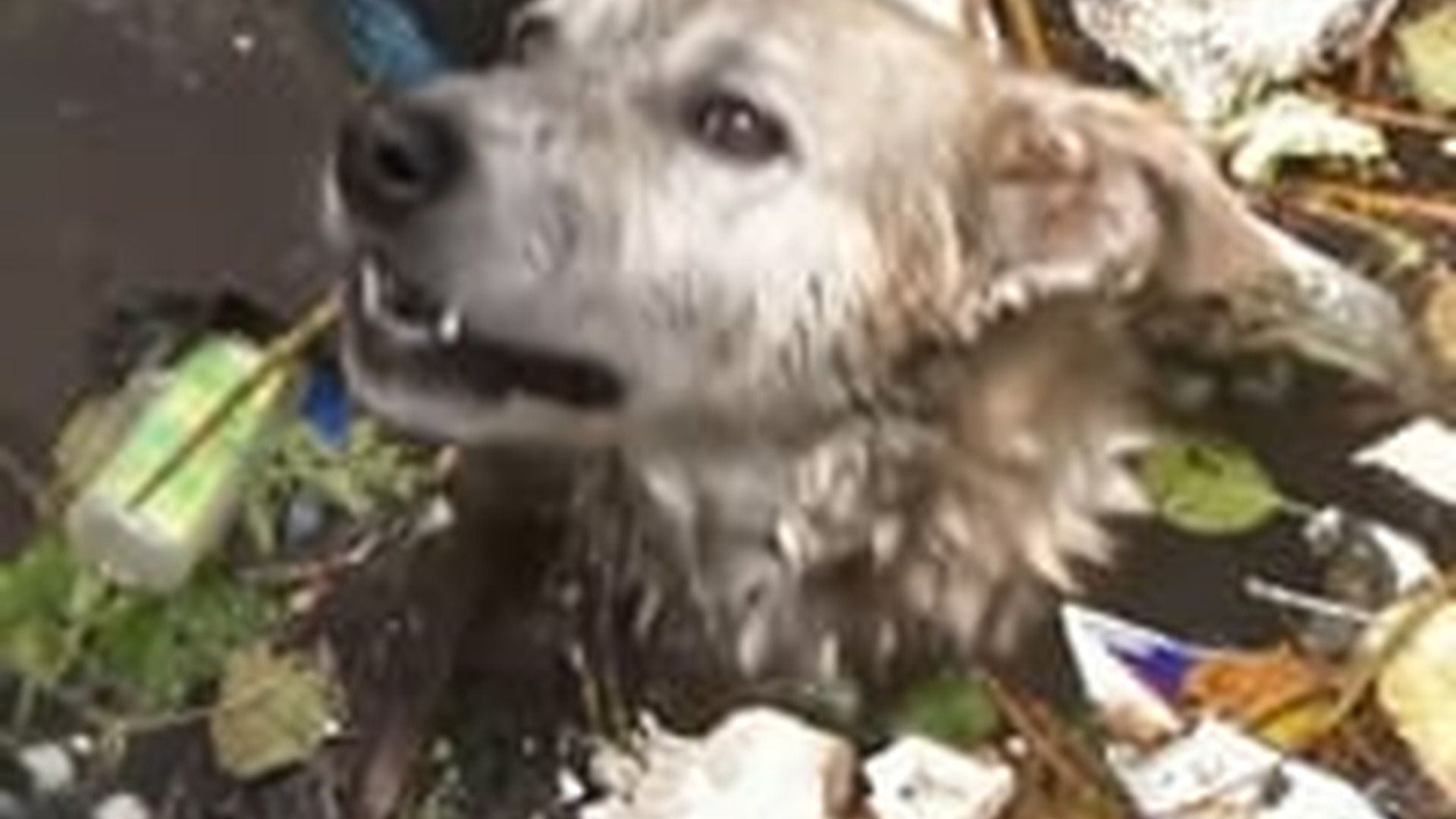 N1203064_Kindness Can Change a Life When No One Else Cares