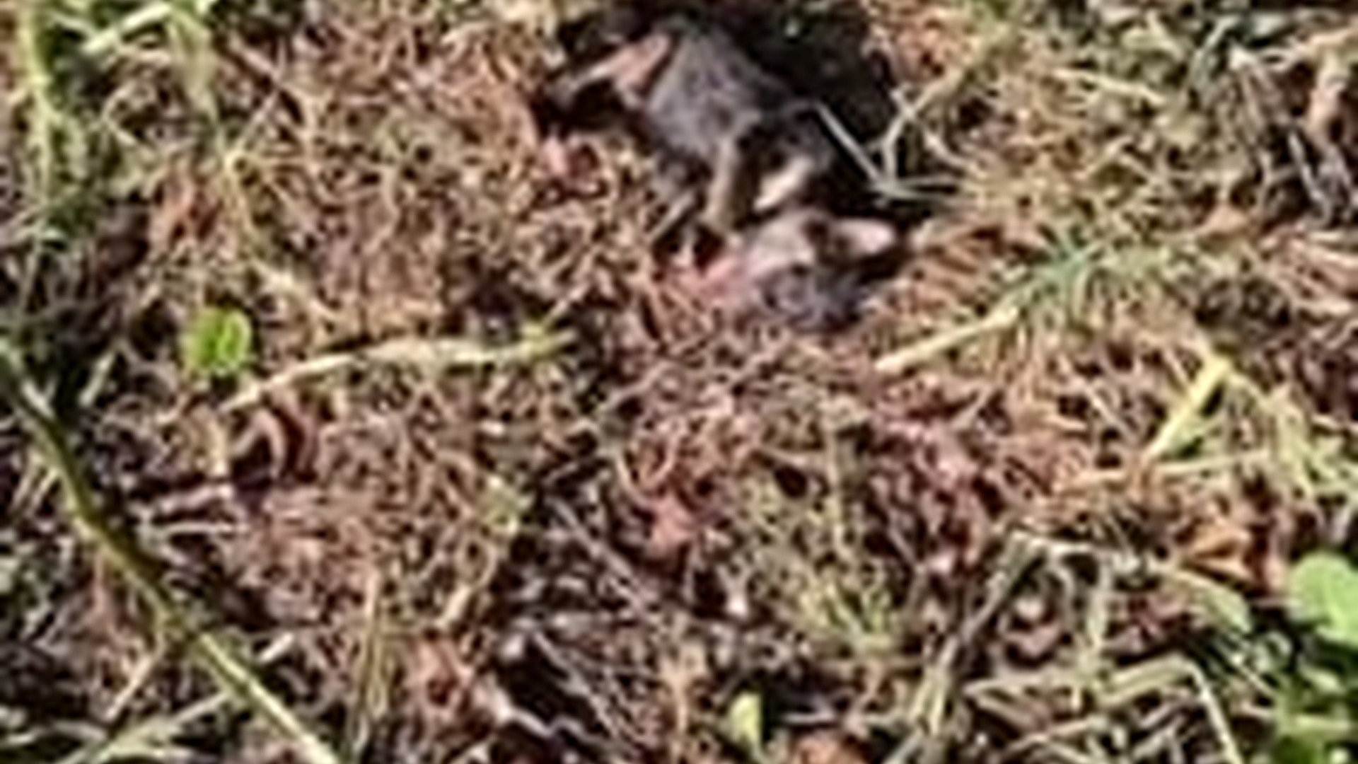 N1203065_Puppies Were Crying Loudly Until Someone Finally Noticed #rescueanimals #puppyrescue