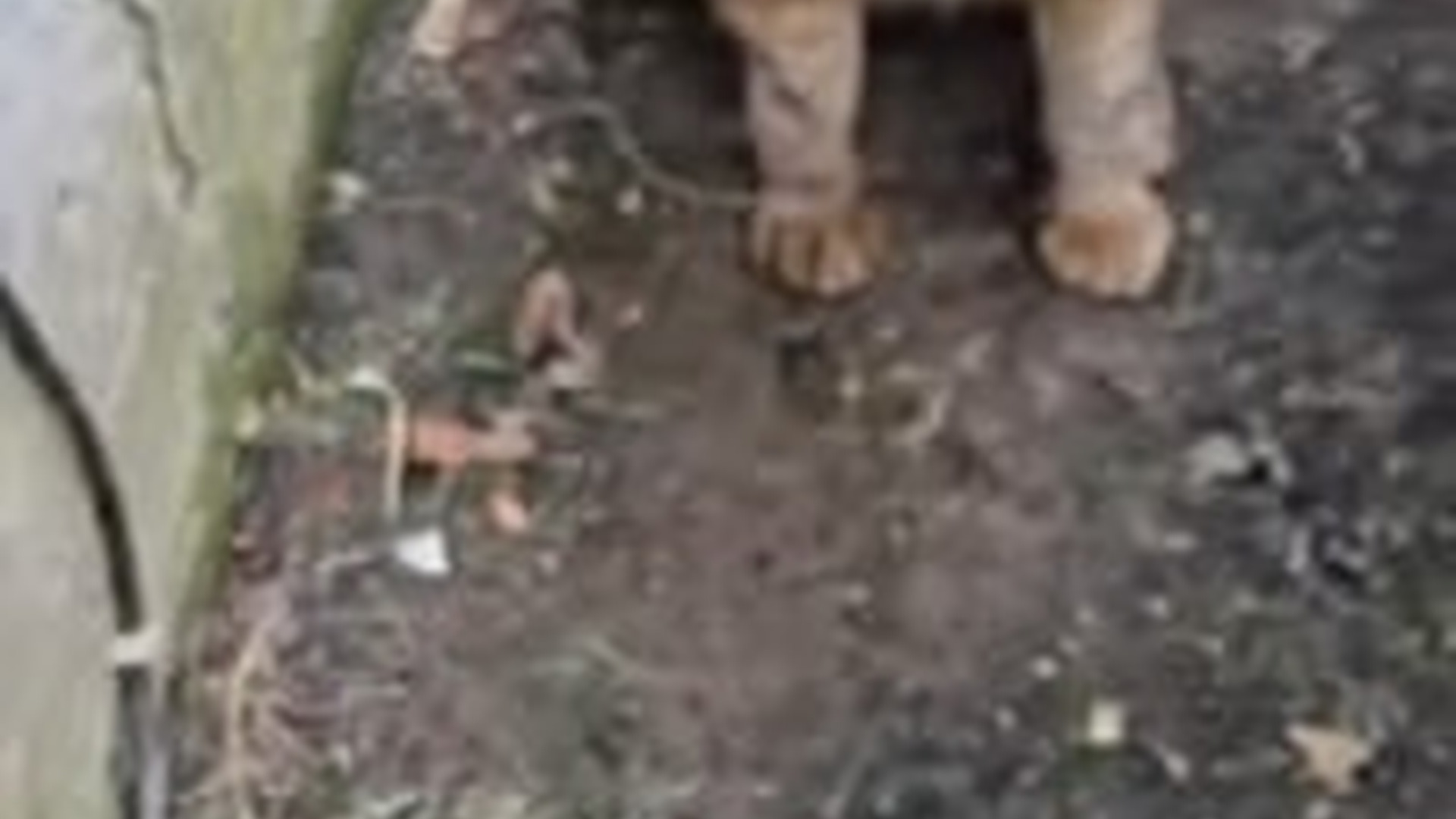 N1203068_An Injured Cat Dragged Itself Until Help Arrived